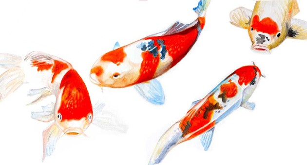 Sketsa Gambar Ikan Koi Berwarna - Contoh Sketsa Gambar